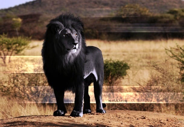 Nằm mơ thấy sư tử đen